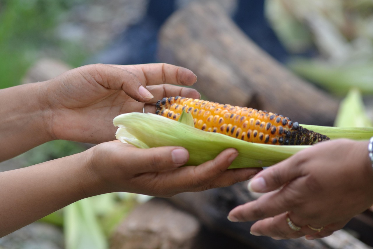 healthy, food, corn, vegetables, agriculture, farm, fresh, yellow, nutrition, maize, nature, crop, plant, farming, organic, countryside, giving, give, help, assistance, supply, distribution, aid, maize, maize, maize, maize, maize, giving, giving