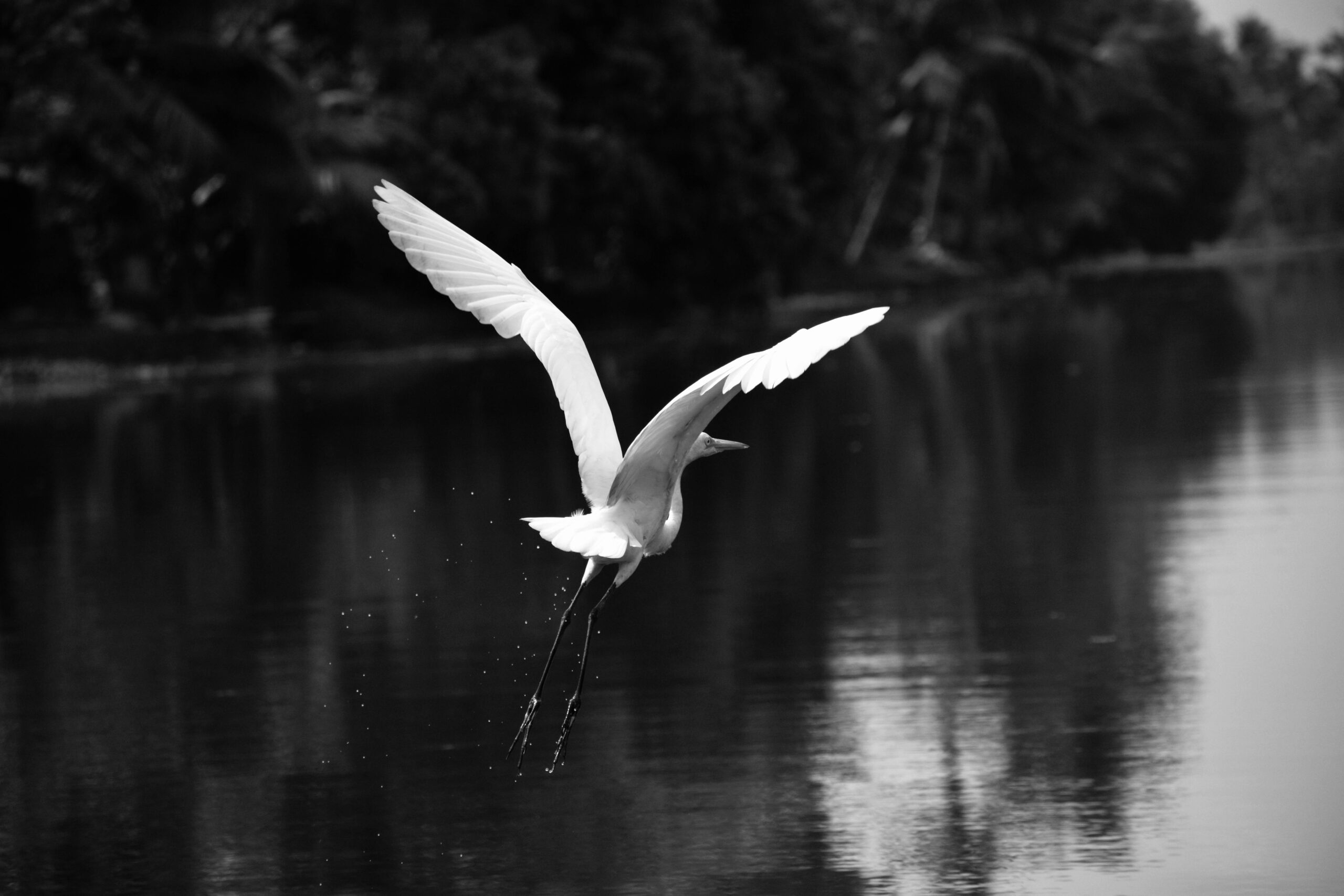 A white heron gracefully takes flight over a calm lake, captured in monochrome.